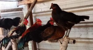 Cara Menyembelih Ayam dalam Islam