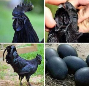 Ayam Cemani